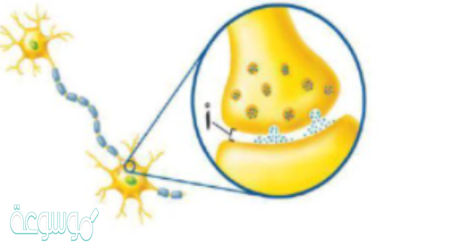 ما اسم المشار إليه بالرمز أ؟