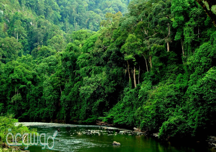ما الدولة التي نسبة دمر الغابات المطيرة فيها أكبر؟