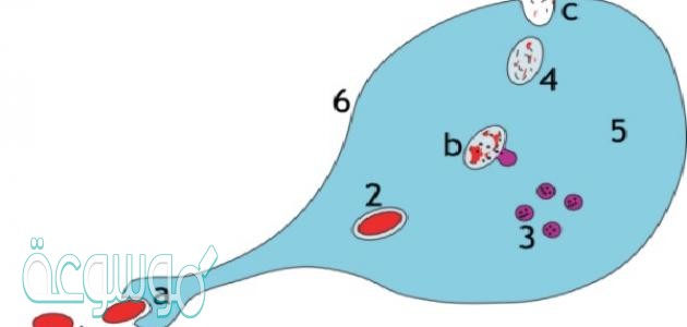 ما الفرق بين البلعمة والاخراج الخلوي
