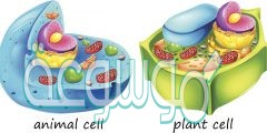 ما الفرق بين الخلية النباتية والخلية الحيوانية