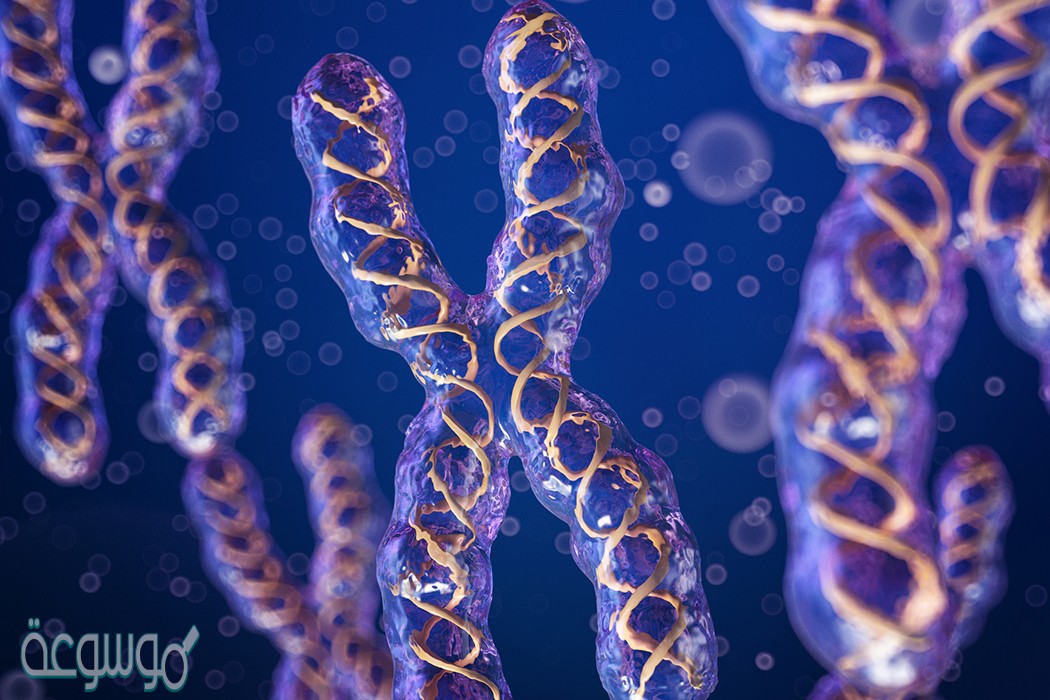 اين توجد الكروموسومات