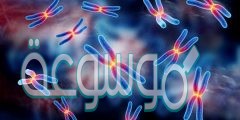 ما عدد الكروموسومات الموجودة في الخلية الجسدية عند الانسان