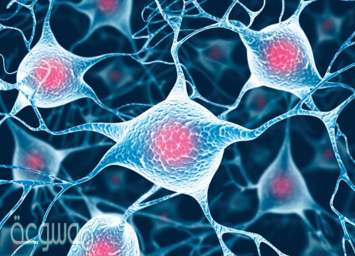 ما هي انواع الحيوانات التي تطلق خلاياها الجنسيه في الماء