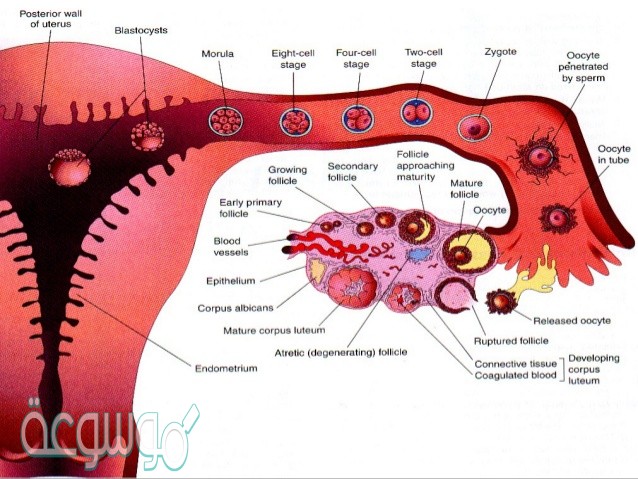 ما وظيفة الأهداب في قناة البيض؟