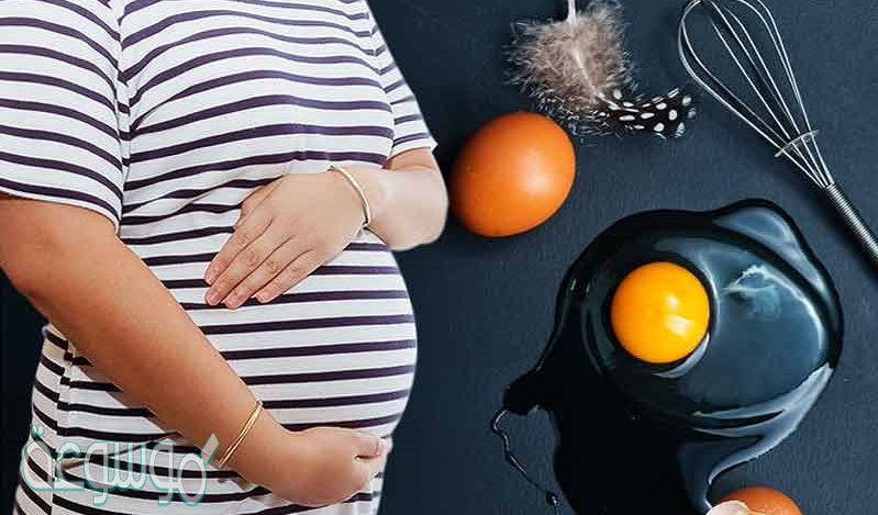 ما وظيفة صفار البيض للجنين