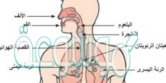 ماذا يجب ان يحدث لجزيئات الطعام لكي تتم عملية التنفس