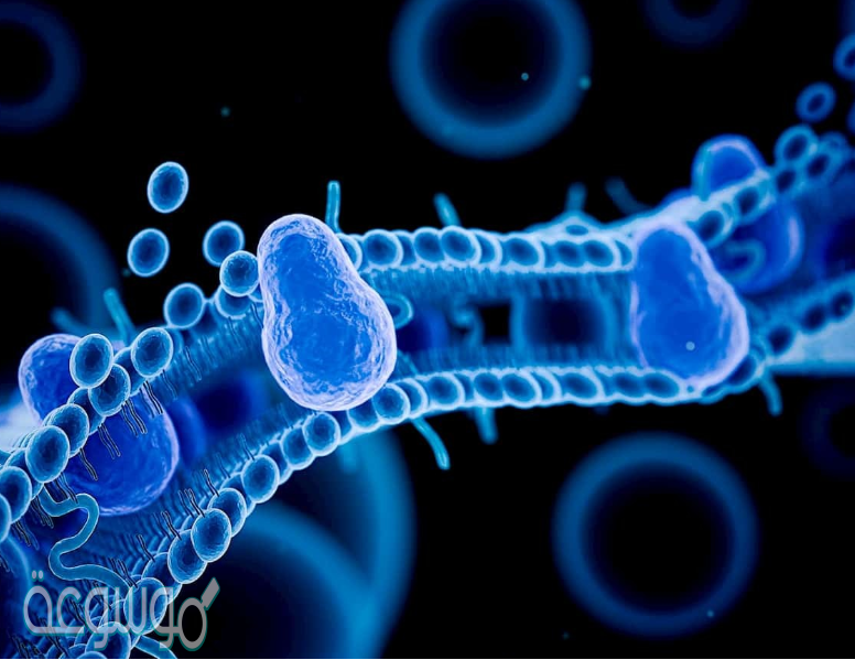 من خلال النفاذية الاختيارية يتم التحكم في مرور المواد بالغشاء البلازمي. صواب خطأ