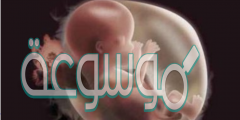 وضح ماذا يحدث للجنين خلال أول شهرين من الحمل