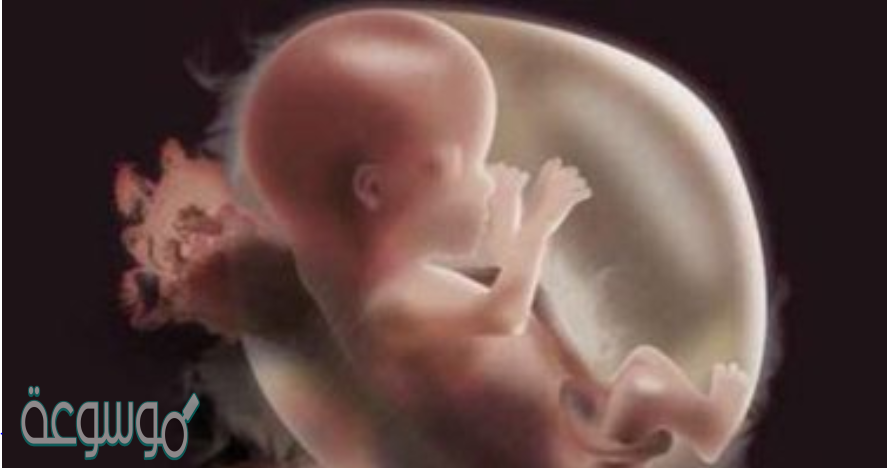وضح ماذا يحدث للجنين خلال أول شهرين من الحمل