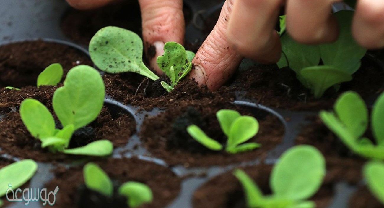 اذكر مصدرين يحتاج اليهما النبات لصنع غذائه والحصول على الطاقة