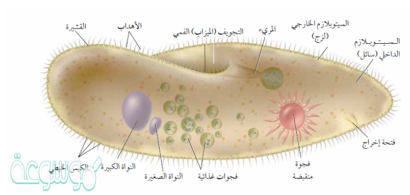 قارن بين خصائص فوق الممالك الثلاث