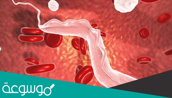 اي مما يلي يعد حيوانا متطفلا