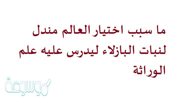 ما سبب اختيار العالم مندل لنبات البازلاء ليدرس عليه علم الوراثة