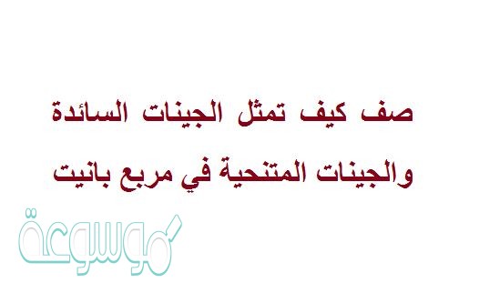 صف كيف تمثل الجينات السائدة والجينات المتنحية في مربع بانيت