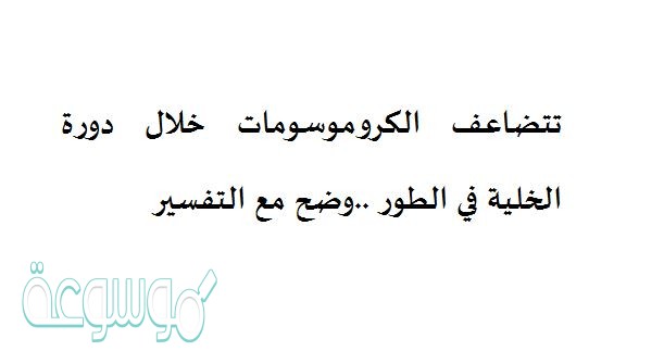 تتضاعف الكروموسومات خلال دورة الخلية في الطور ..وضح مع التفسير
