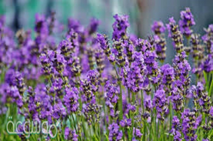 اسم نبات بحرف ض الضاد تعرف عليه