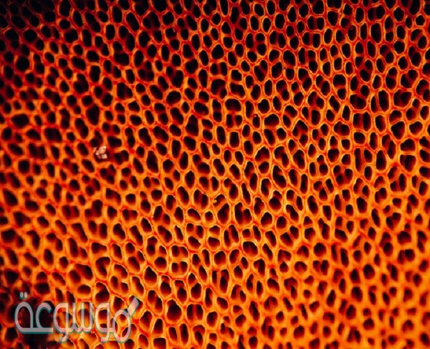 معلومات عن فوبيا الثقوب وفوبيا النخاريب Trypophobia