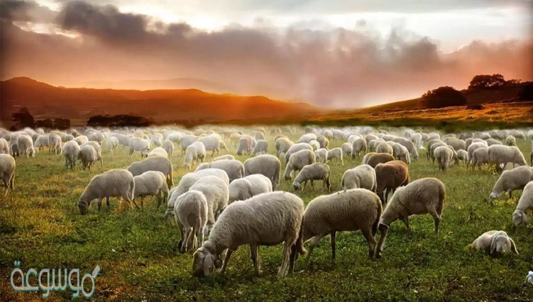 التقايض والتعايش من أنماط علاقة التكافل