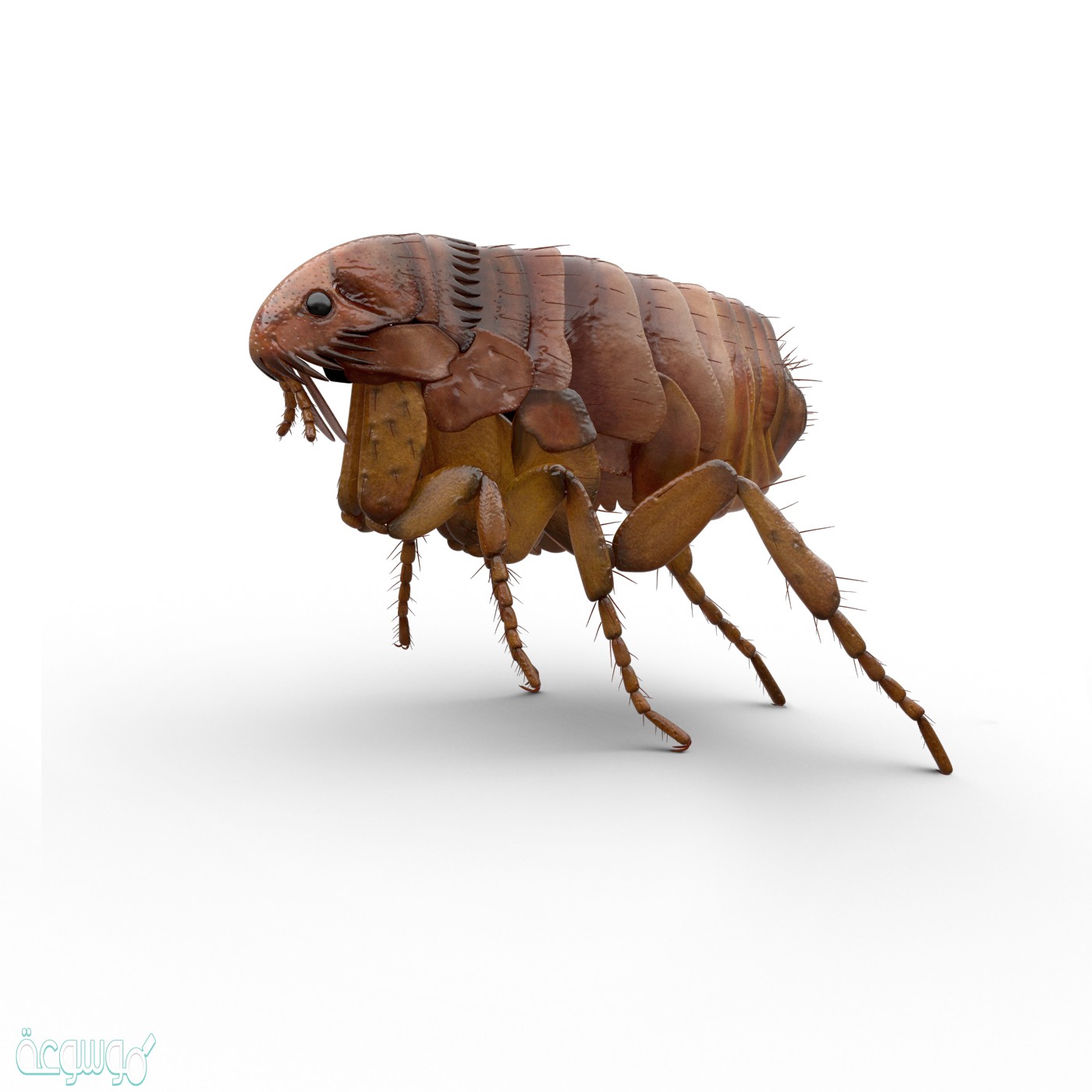 حياة البراغيث على الكائنات الأخرى مثال لعلاقة