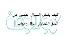 كيف ينتقل السيال العصبي عبر الشق التشابكي سؤال وجواب