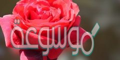 أجمل صور ورد وأزهار عيد الحب