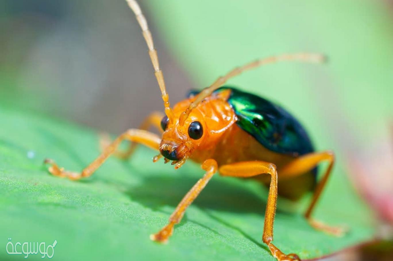 اجب ب نعم او لا تتغذى الطيور على الحشرات