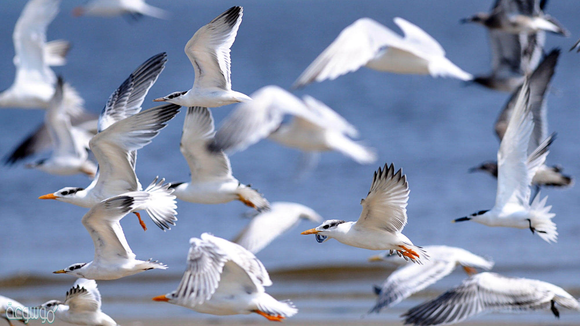 تمر الطيور بمنقارها على طول الريشة