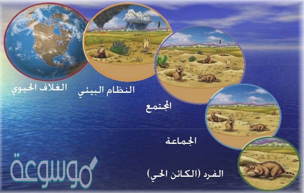 ابسط مستويات التنظيم البيئي