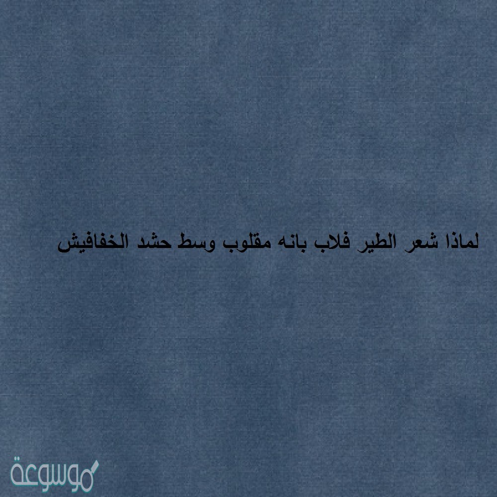 لماذا شعر الطير فلاب بانه مقلوب وسط حشد الخفافيش