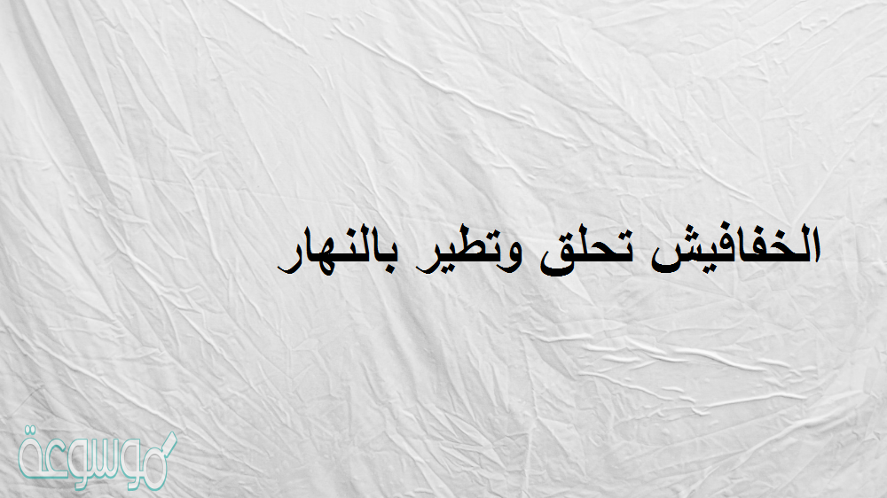 الخفافيش تحلق وتطير بالنهار