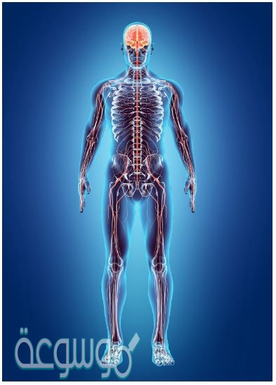 يتكون جهازا السيطره في جسم الإنسان من