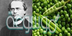 العالم مندل درس توارث الصفات في نبات الفاصوليا