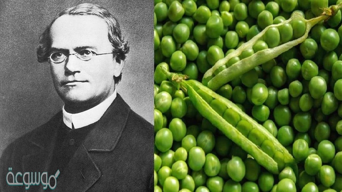 العالم مندل درس توارث الصفات في نبات الفاصوليا