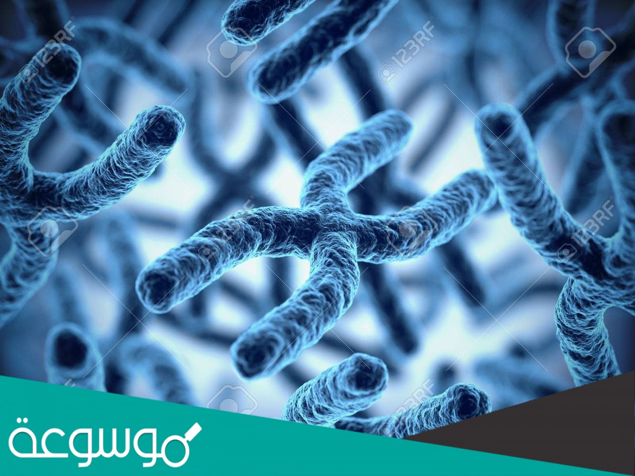 تتضاعف الكروموسومات خلال دورة الخلية في الطور