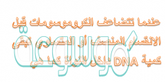 عندما تتضاعف الكروموسومات قبل الانقسام المنصف أو المتساوي تبقى كمية dna داخل النواة كما هي.