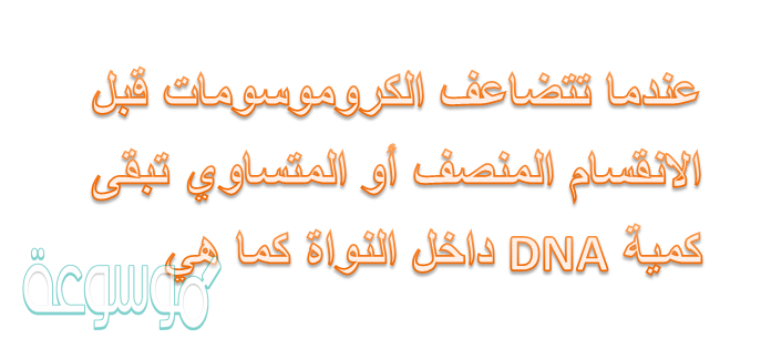 كيف تتضاعف الكروموسومات