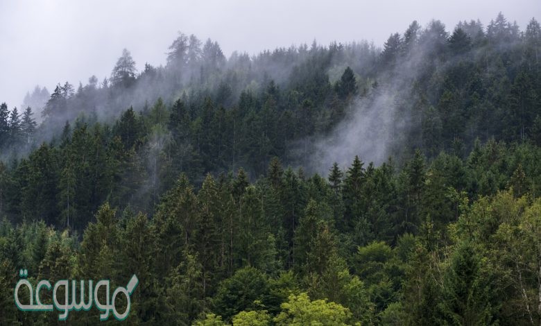 كمية بخار الماء في الهواء