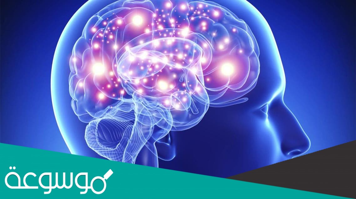 ما الفرق بين عقل الانسان وعقل الحيوان وما الشئ الذي يجعل الانسان يفكر دون الحيوان ؟