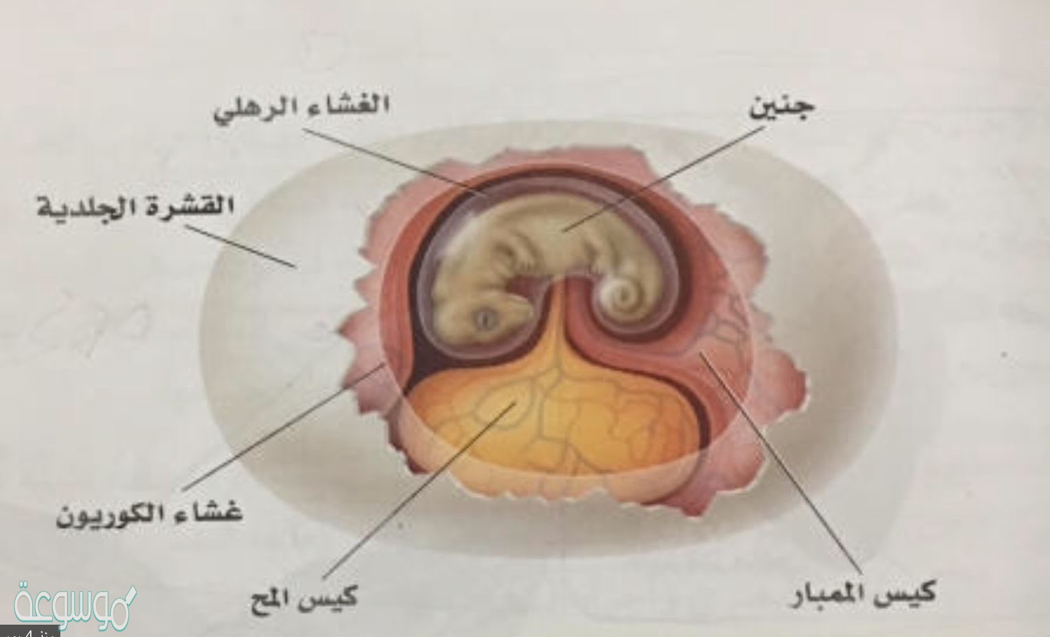 الغشاء الرهلي