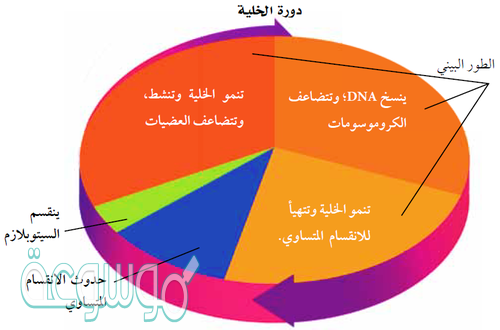 دوره الخليه