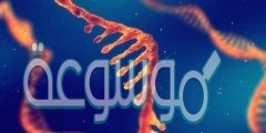 ما هي القاعده التي توجد في RNA ولا توجد في DNA