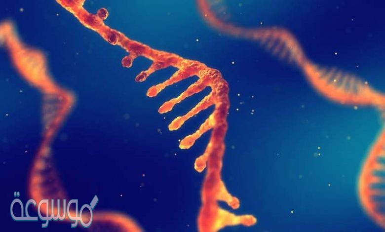 القاعده التي توجد في RNA