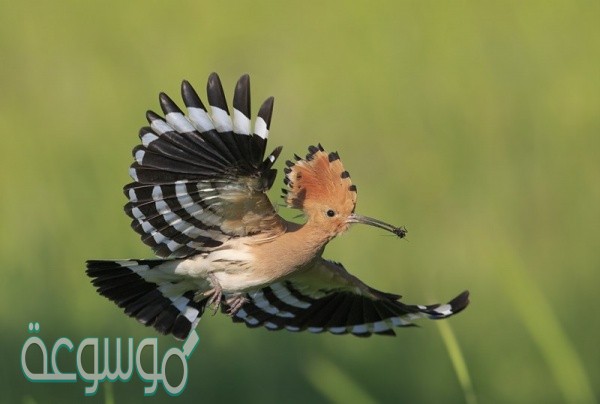 من هو الرسول الذي ارسل برساله