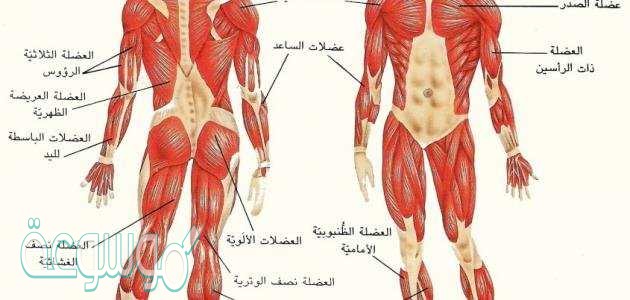 نسيج يربط بين العظام والعضلات