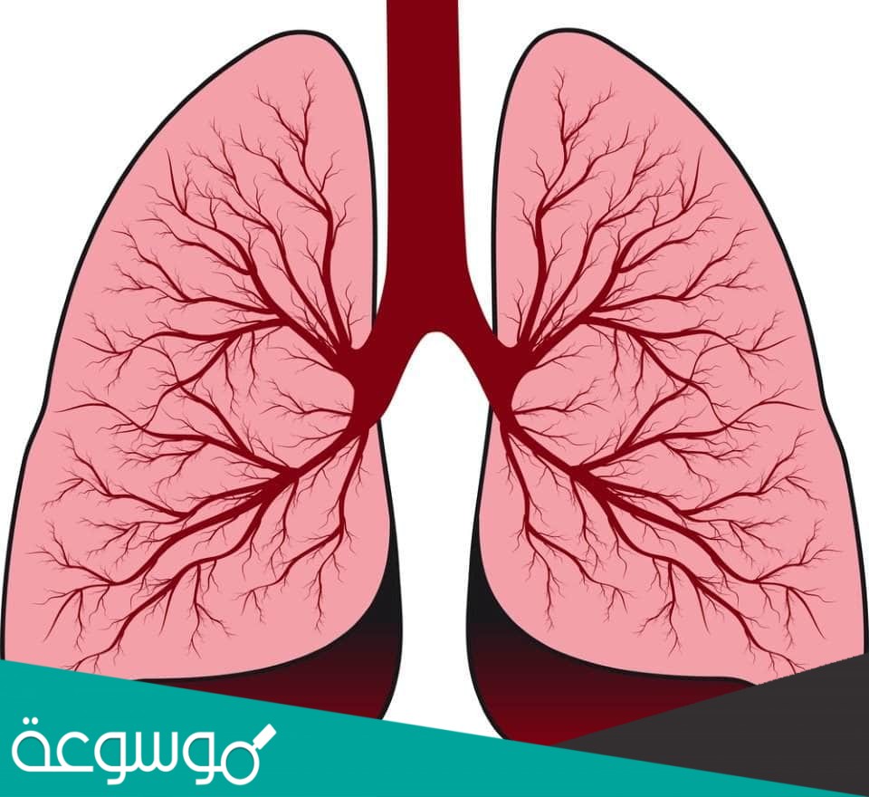 الأدمة هي طبقة من الخلايا توجد أسفل البشرة وهي أسمك من البشرة تحتوي على الأوعية الدموية والغدد العرقية وتراكيب أخرى.