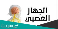 الجهاز المكون من الدماغ والحبل الشوكي هو الجهاز العصبي الطرفي