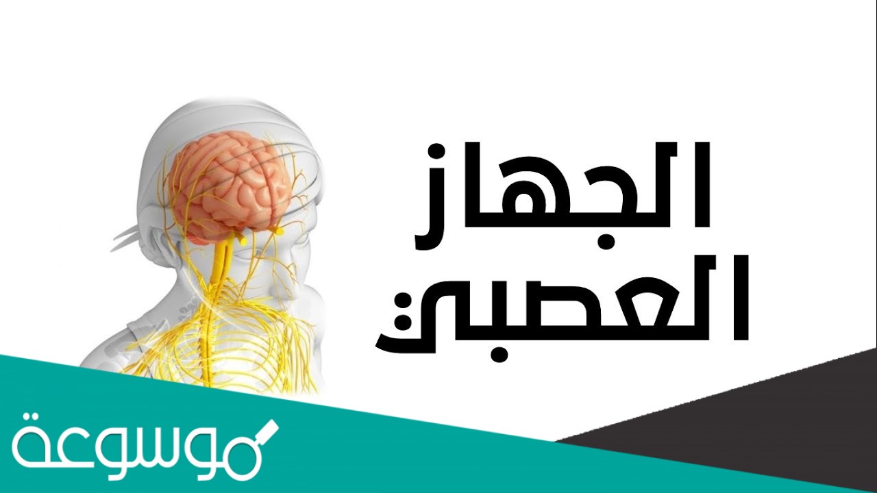 الجهاز المكون من الدماغ والحبل الشوكي هو الجهاز العصبي الطرفي
