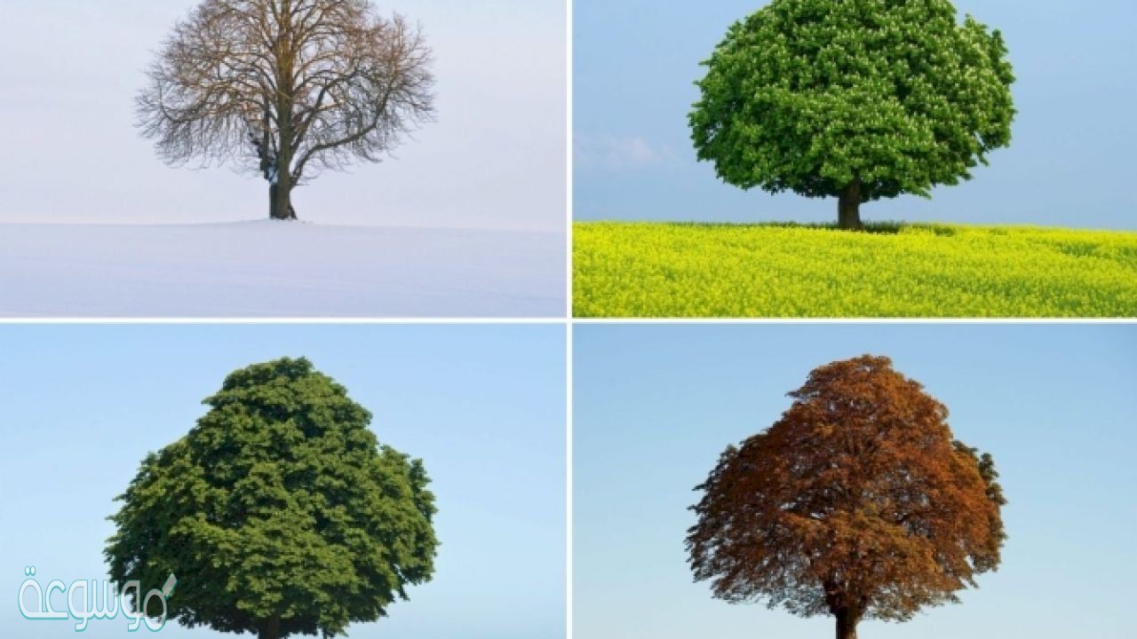 سبب حدوث الفصول الاربعة