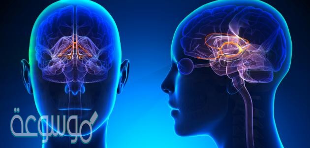 يتكون الجهاز العصبي من وحدات وظيفية