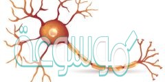 تتكون الخلية العصبية من جسم الخلية وشجيرات عصبية ومحور أسطواني